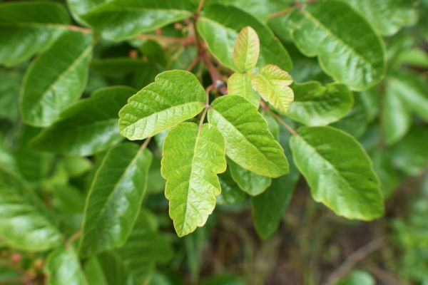 Poison Oak Removal Service - Poison Oak Removal Service Duluth, Georgia