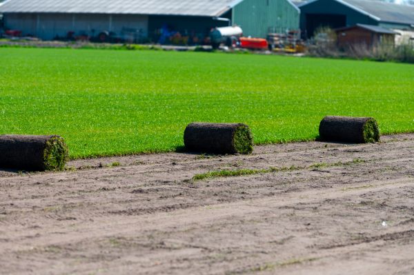 Bahia Sod Installation