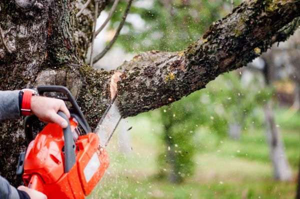 Branch Cutting Service - Branch Cutting Service Miami, Florida