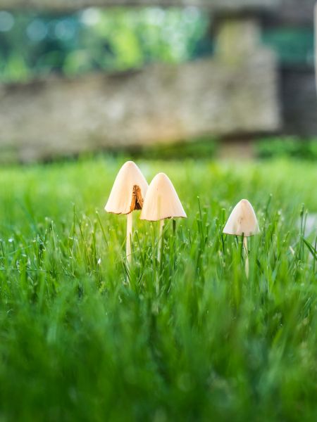 Autumn Lawn Fertilizing