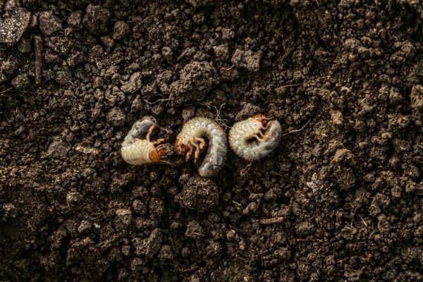 Garden Pest Prevention