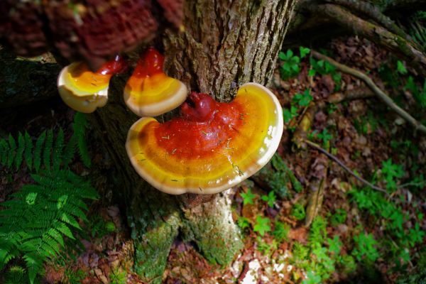 Mushroom Removal Service - Mushroom Removal Service Camarillo, California