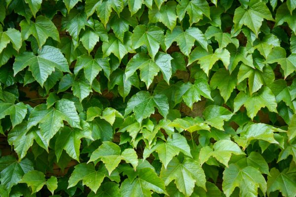 English Ivy Control
