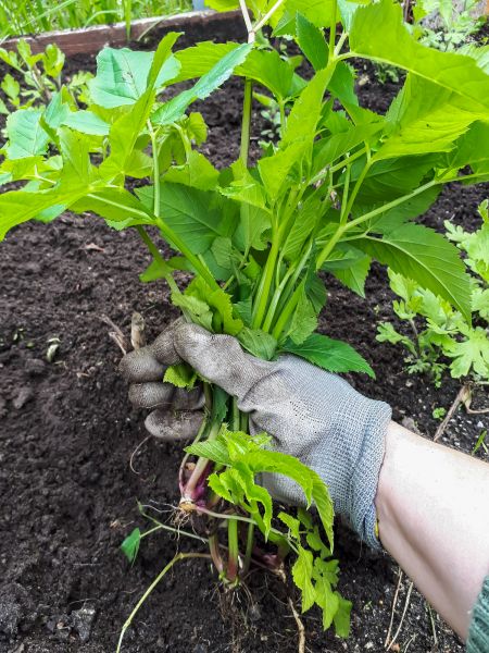 Invasive Plant Removal Service