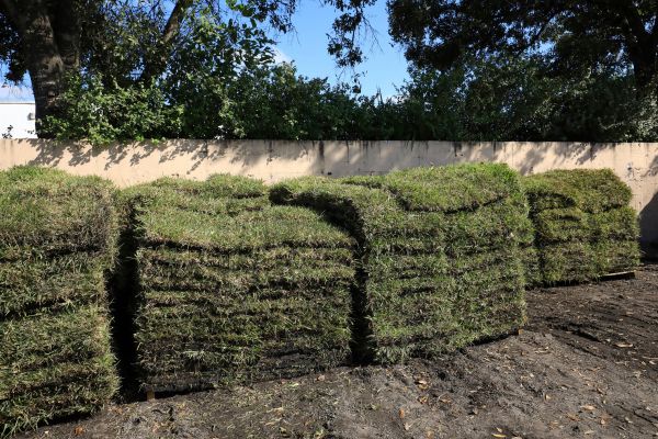 Centipede Sod Installation