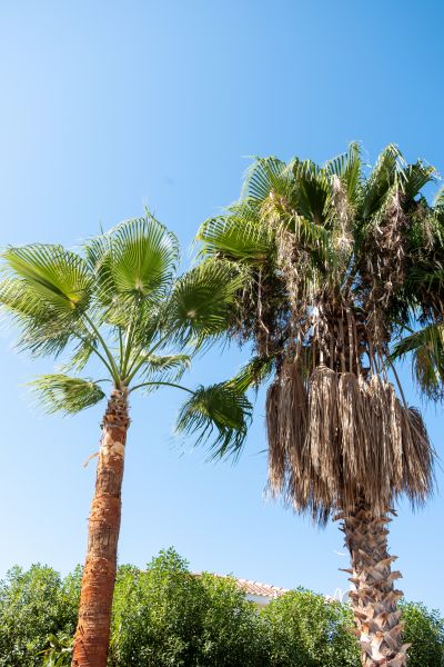 Queen Palms Trimming