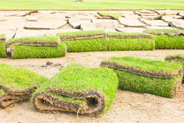 Lawn Replacement Service