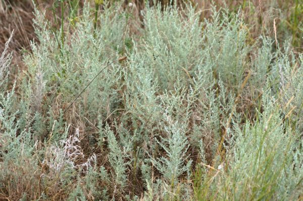 Sagebrush Clearing