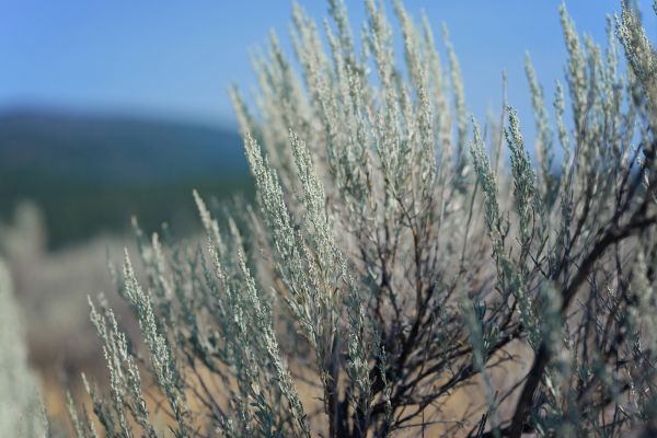 Lawn Herbicide Treatment