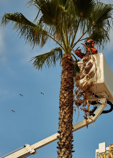 Apple Tree Trimming