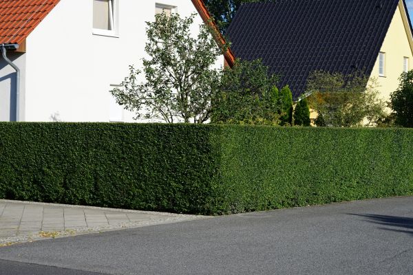 Hedge Trimming