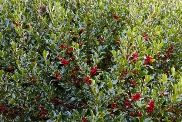 Arborvitae Pruning