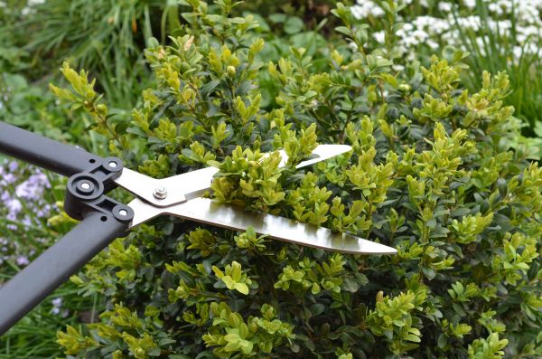 Boxwood Trimming - Boxwood Trimming Rohnert Park, California