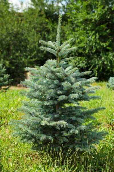 Blue Spruce Planting - Blue Spruce Planting Buncombe County, North Carolina