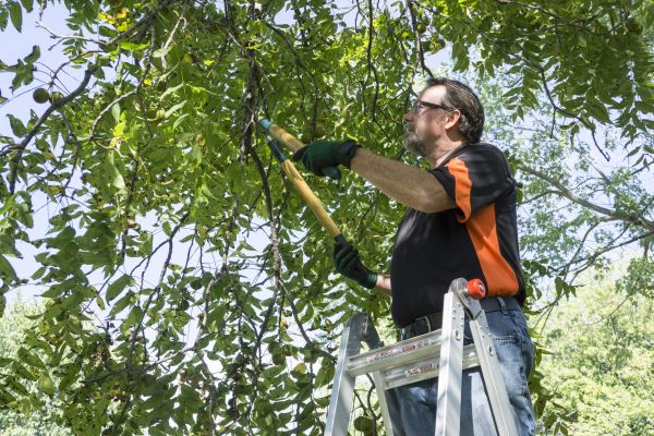 Ash Tree Pruning