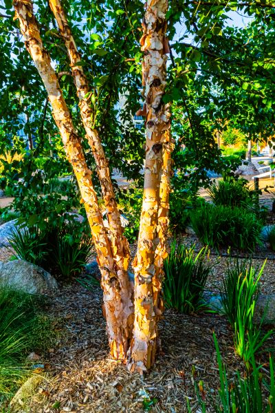 River Birch Trimming - River Birch Trimming Lake City, Florida