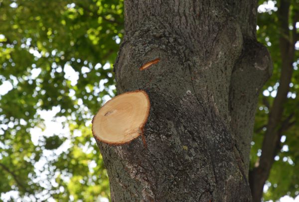 Limb Cutting - Limb Cutting Prescott, Arizona