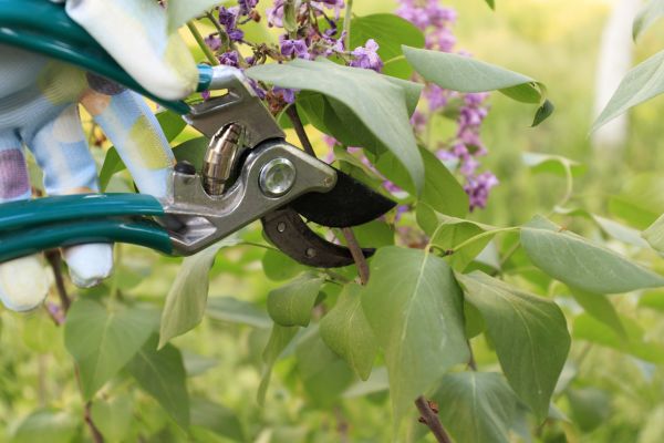 Lilac Bush Pruning