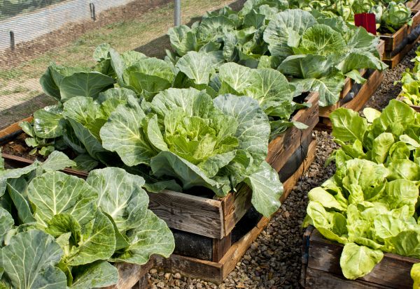 Garden Bed Installation