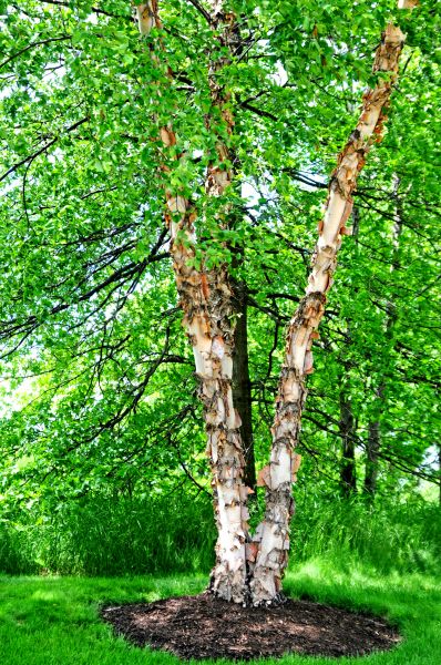 River Birch Tree Pruning - River Birch Tree Pruning Poughkeepsie, New York