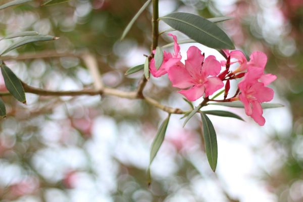 Oleander Removal - Oleander Removal Layton, Utah