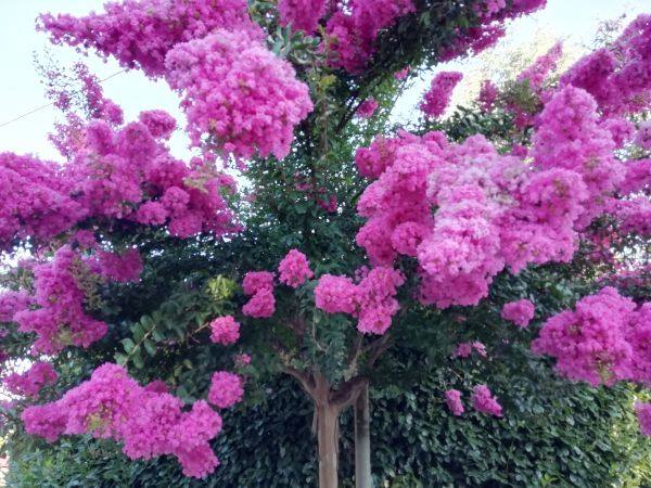 Crape Myrtle Pruning - Crape Myrtle Pruning Berkeley, California
