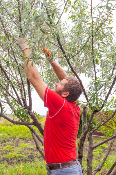 Canopy Pruning