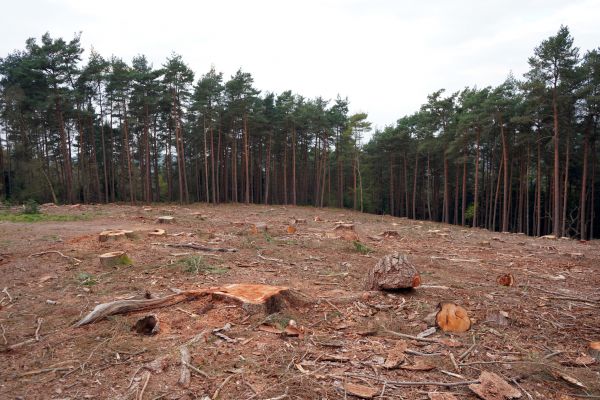 Wooded Area Cleaning - Wooded Area Cleaning Tucson, Arizona