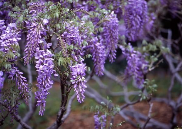 Bush Planting Service