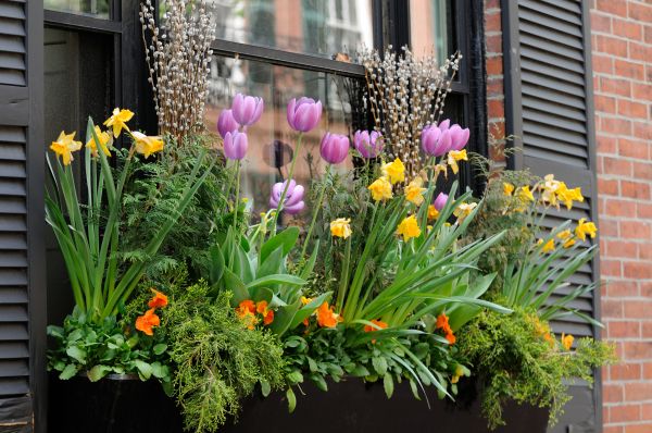 Window Box Flower Planting - Window Box Flower Planting Paradise Valley, Arizona