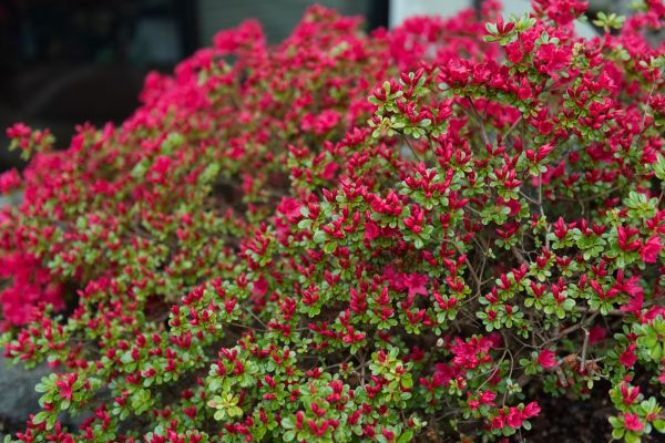 Weigela Removal Service - Weigela Removal Service Niceville, Florida