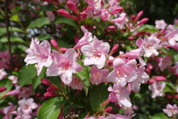 Weigela Pruning Service - Weigela Pruning Service Cheyenne, Wyoming