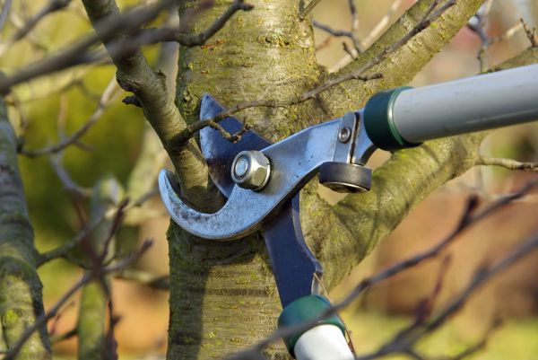 Tree Limb Trimming Service - Tree Limb Trimming Service Mechanicsville, Virginia