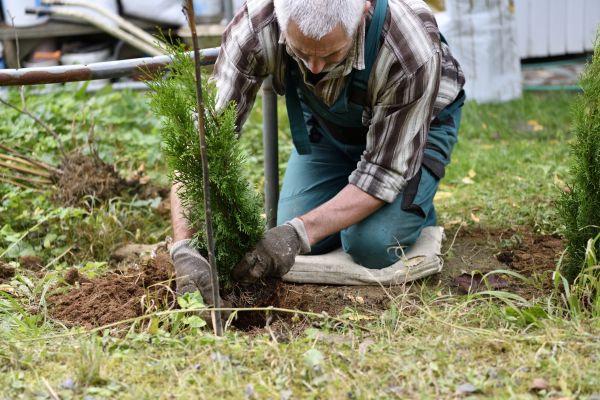 Shrubs Transplanting - Shrubs Transplanting Frankford, Delaware