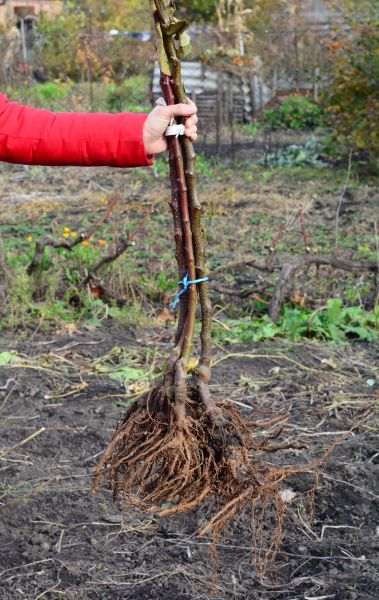 Shrub Root Removal - Shrub Root Removal Golden, Colorado