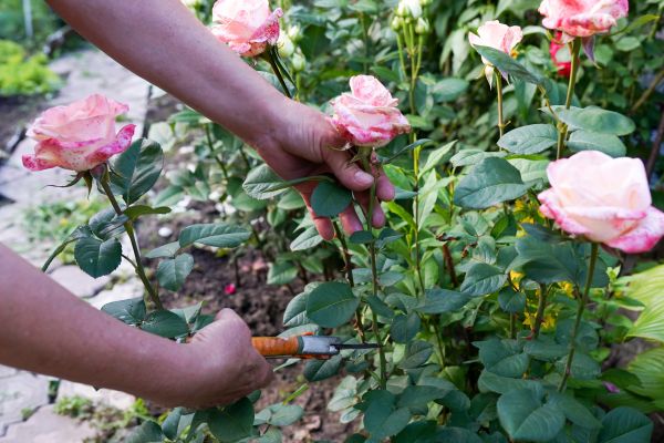 Rose Trimming Service