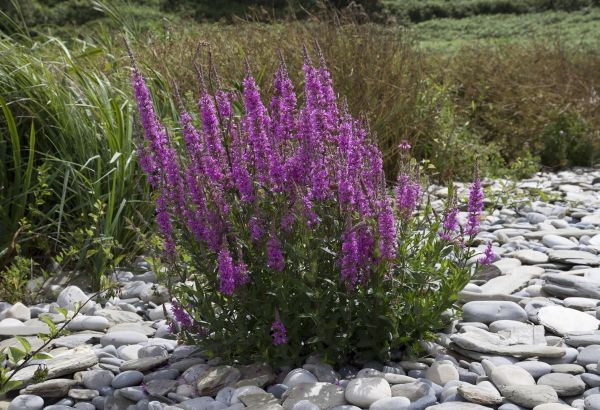 Purple Loosestrife Removal - Purple Loosestrife Removal Westminster, Maryland