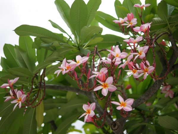 Plumeria Planting - Plumeria Planting Castle Rock, Colorado