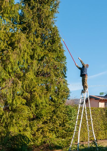 Pine Tree Trimming Service - Pine Tree Trimming Service San Luis Obispo, California