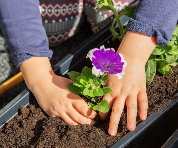 Petunia Planting - Petunia Planting Glendale, Arizona