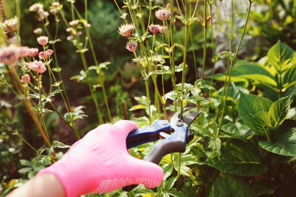 Hedge Trimming