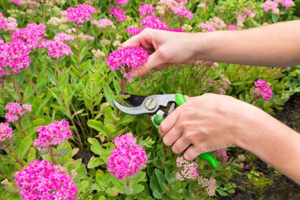 Floral Landscape Construction