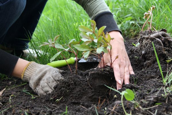 Peony Planting - Peony Planting Castle Rock, Colorado
