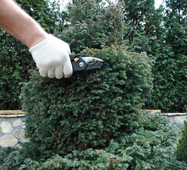 Ornamental Tree Trimming - Ornamental Tree Trimming Midlothian, Virginia
