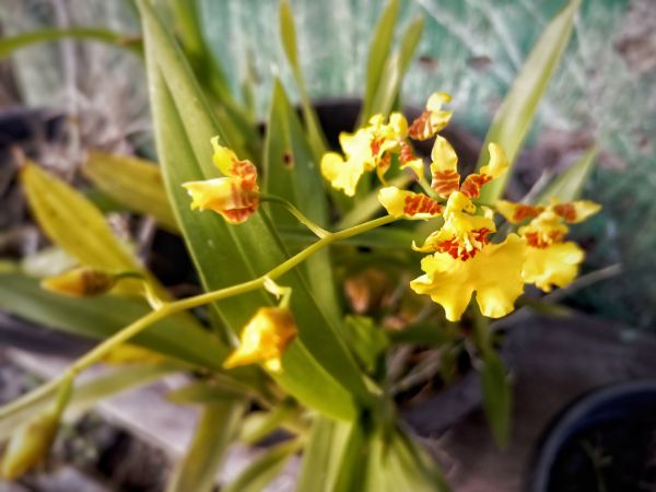 Orchid Planting - Orchid Planting Minnetonka, Minnesota