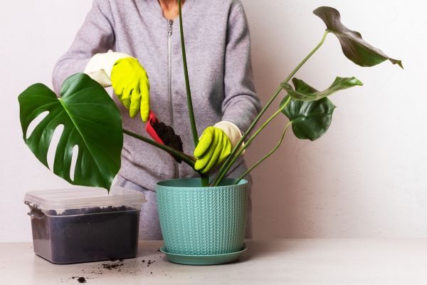 Bedding Plant Installation
