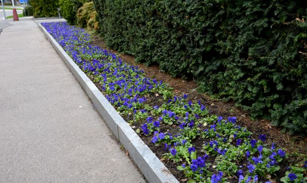 Landscaping Curb Installation
