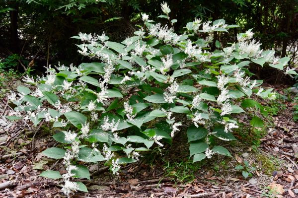 Invasive Plant Removal