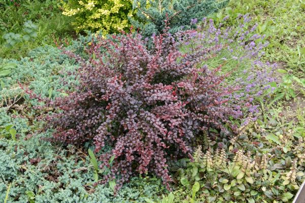 Japanese Barberry Removal - Japanese Barberry Removal Niceville, Florida