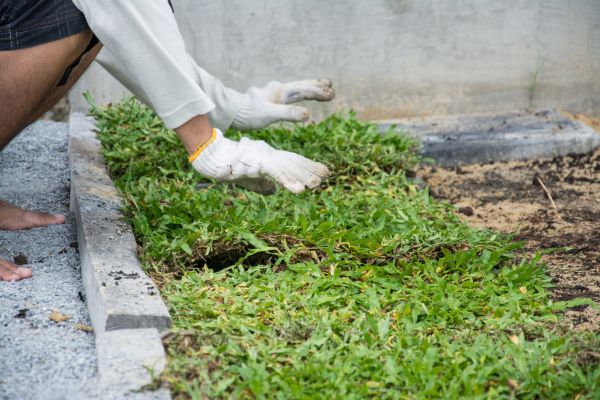 Ground Cover Planting - Ground Cover Planting Gainesville, Florida